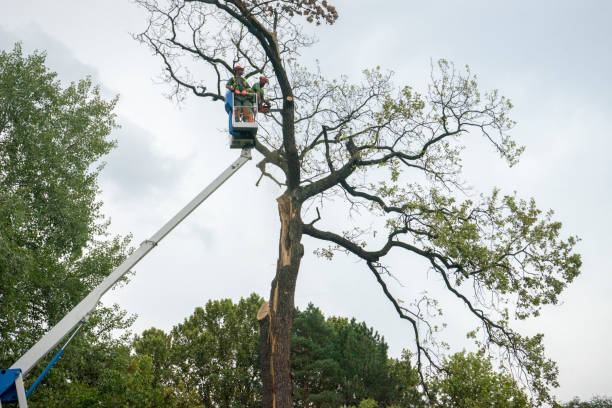 Tree Removal for Businesses in Chenango Bridge, NY